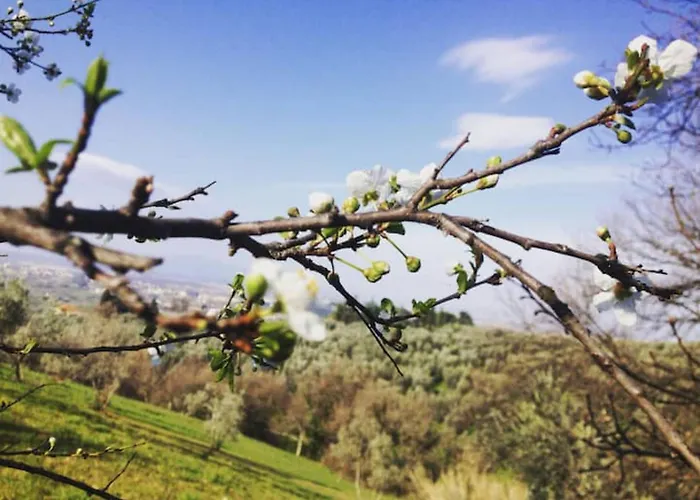 Podere Rondinaio *